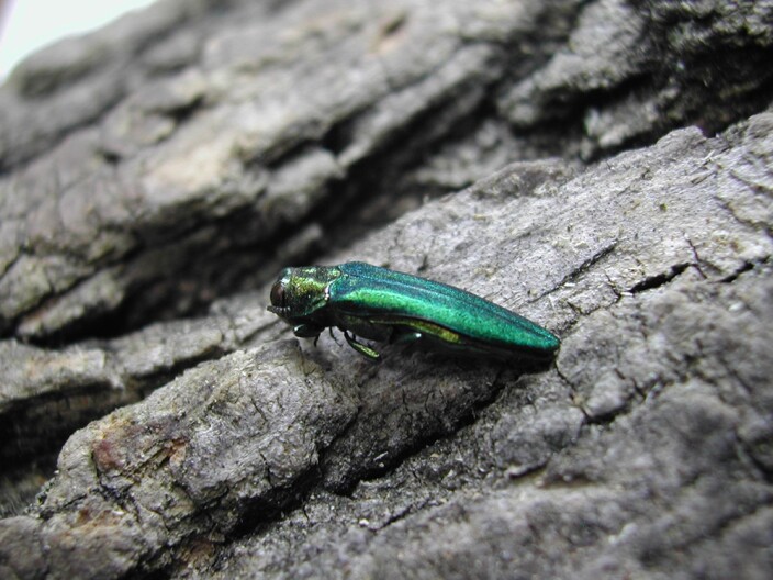 Invasive beetles have made a home in Murray County: What you can do to slow their spread in Oklahoma